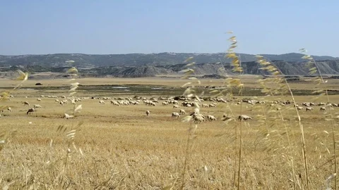 Herd of sheep grazing Stock Footage 81158399