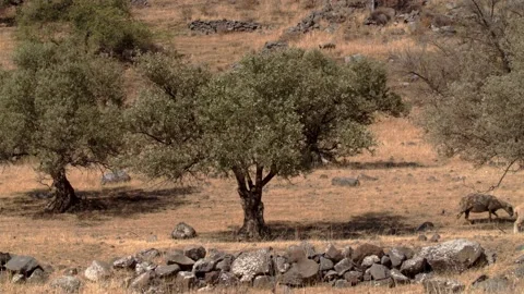 A herd of sheep grazing in the Golan Heights in a biblical landscape Stock-Footage 147192829