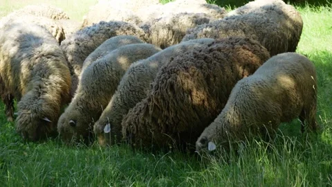 Herd of sheep grazing in grass field on pasture hill. Sheep grazing on a meadow Stock Footage 311540941