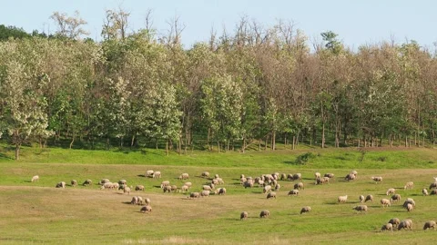 Herd of sheep grazing on a green pasture in spring Stock Footage 282474553