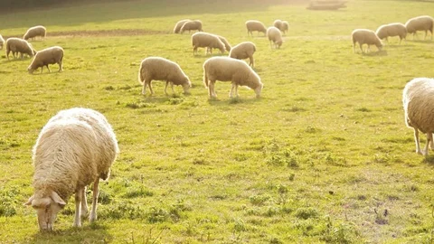 Herd of sheep grazing on lawn in spring Stock-Footage 105931975