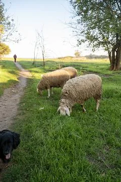 A herd of sheep grazing on a lush green field Stock Photos