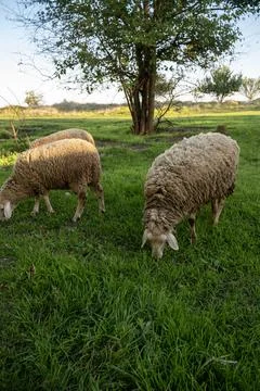 A herd of sheep grazing on a lush green field Stock Photos