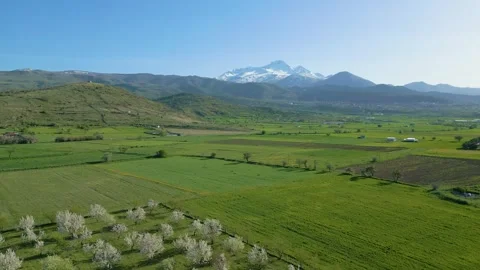 Herd of sheep grazing in the meadow, blooming trees and mountain landscape Stock-Footage 273575327