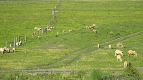 A herd of sheep grazing in a meadow. Stock-Footage 93287247