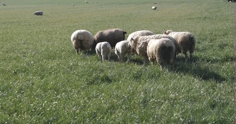A herd of sheep grazing in the meadow Stock-Footage 117692877