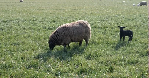 A herd of sheep grazing in the meadow Stock-Footage 117692883