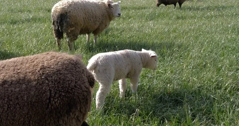 A herd of sheep grazing in the meadow Stock-Footage 117692943