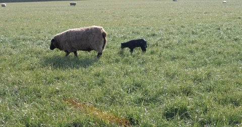 A herd of sheep grazing in the meadow Stock-Footage 117693010