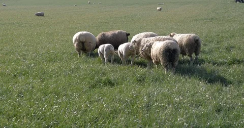 A herd of sheep grazing in the meadow 스톡 동영상 117693027