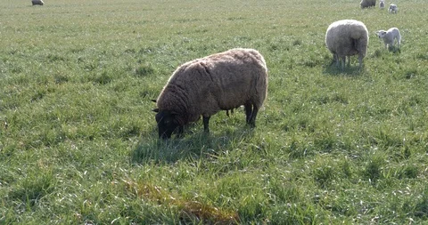 A herd of sheep grazing in the meadow Stock-Footage 117693423