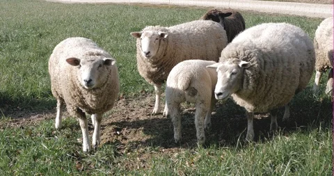 A herd of sheep grazing in the meadow Stock-Footage 117693497