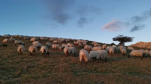 Herd of sheep grazing in the mountain after sunset Stock Footage 138961828