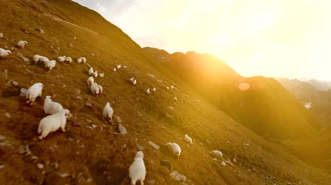 Herd of sheep grazing on mountain grass field. aerial view of nature landscape Stock Footage 42241688