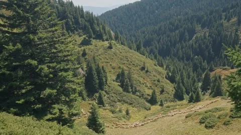 Herd of sheep grazing on mountain slope Video stock 328123054