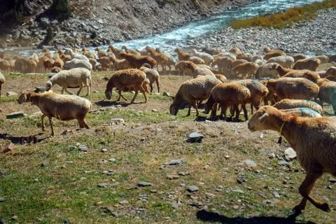 Herd of sheep grazing near mountain and flowing river. Naran, Pakistan. Stock Photos