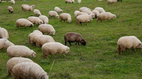 Herd of Sheep Grazing, Panning Shoot Stock Footage 60070587
