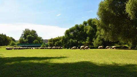 Herd of sheep on grazing Stock Photos