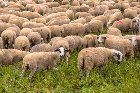 Herd of sheep grazing Foto stock