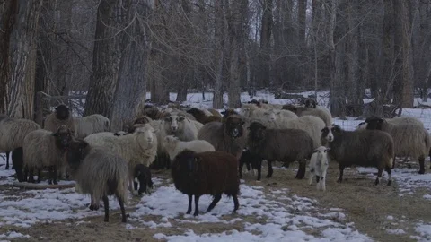 Herd of sheep grazing in ranch on a winter day Stock Footage 83864778