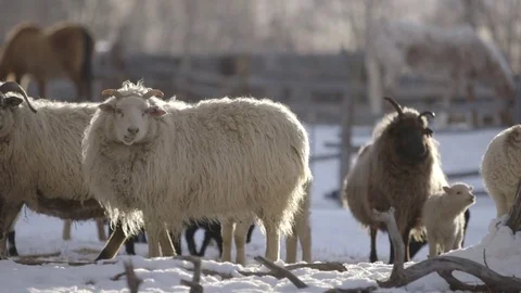 Herd of sheep grazing in ranch on a winter day Stock Footage 83864785