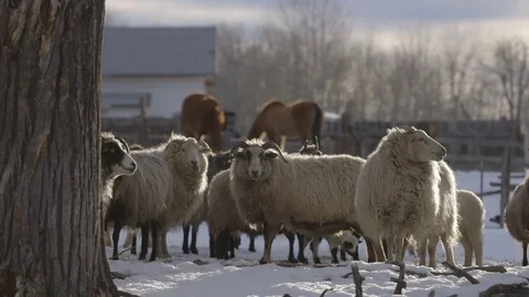 Herd of sheep grazing in ranch on a winter day Vídeos de archivo 83864787