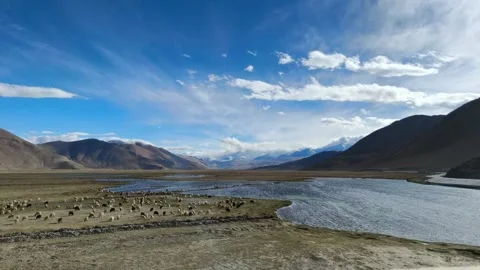 Herd of Sheep Grazing by a River in the Vast Qinghai-Tibet Plateau, Qinghai Vídeos de archivo 337273086
