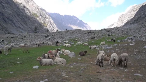Herd of sheep grazing in rugged mountain landscape with rocky ground Video stock 330316852