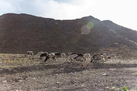 A Herd of Sheep Grazing on Sparse Scrub in a Gravel Wadi Stock Photos