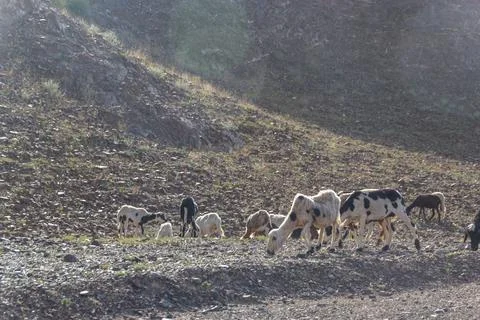 A Herd of Sheep Grazing on Sparse Scrub in a Gravel Wadi Stock Photos