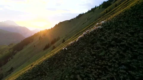 Herd of Sheep Grazing on Steep Slope of The Golica Hill, Western Karawanks. Stock Footage 231664652