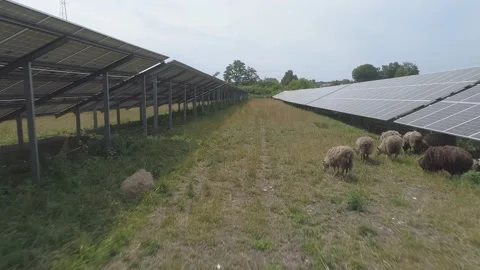 Herd of sheep grazing at the territory of solar power panels plant. Stock Footage 136450308