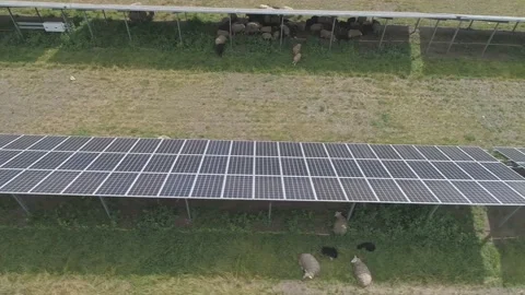 Herd of sheep grazing at the territory of solar power panels plant. Stock Footage 136450352