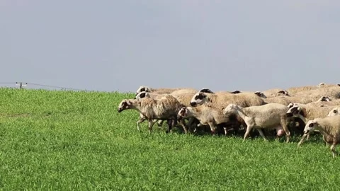 Herd of sheep in green field Stock Footage 131070993