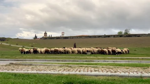 Herd of sheep, Hard working herd dog Video stock 222013869