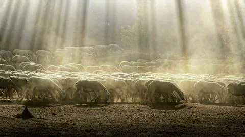 Herd sheep Stock Illustration