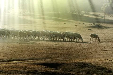 Herd sheep Stock Illustration
