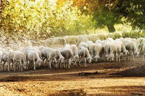 Herd sheep Stock Illustration