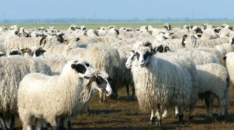 Herd of sheep landscape Stock Footage 62980194