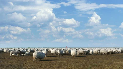 Herd of sheep landscape Stock Footage 62980570