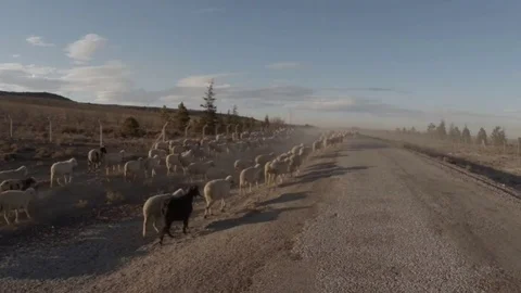 A herd of sheep leaves into the distance on a rough road Stock Footage 77877580