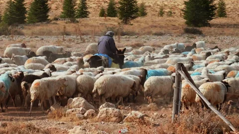 Herd of Sheep Led by Shepherd in Slow Motion Anatolia, Turkey 스톡 동영상 268814631