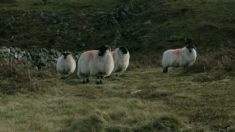 Herd of sheep looking towards camera Stock Footage 73524122