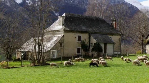 Herd of sheep in the meadow, barn at background, Pyrenees Stock Footage 74115633