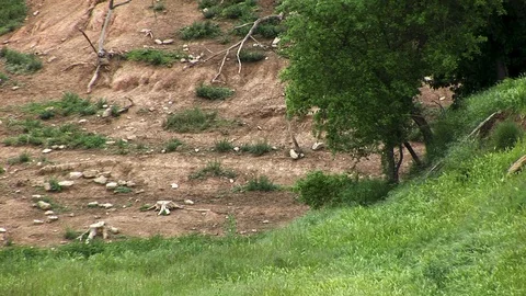 Herd Of Sheep On A Meadow Stock Footage 127920088