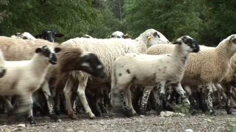 Herd Of Sheep On A Meadow Stock Footage 127920093