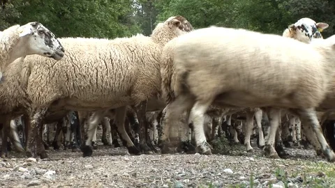 Herd Of Sheep On A Meadow Video stock 127920096