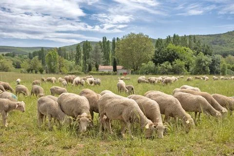 Herd of sheep in a meadow Stock Photos