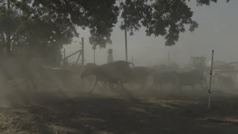 Herd of sheep migrating through a farm with people in background 库存影片 251839438
