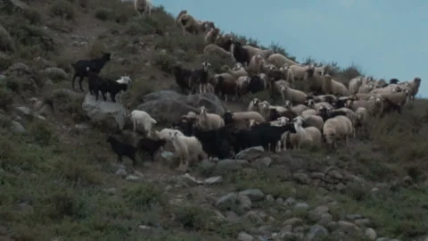Herd of sheep on the mountain Stock Footage 95041403